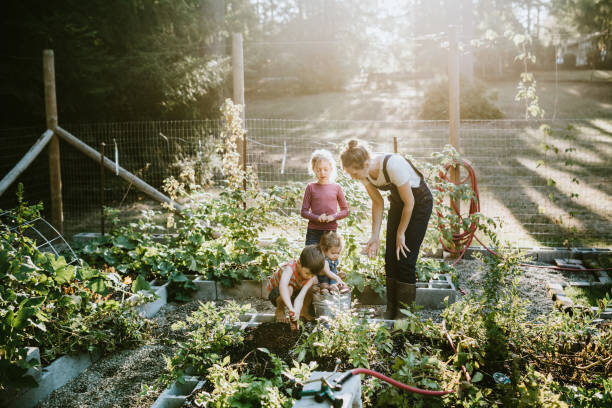 Family Harvesting Vegetables From Garden at Small Home Farm A mother and her children dig fresh potatoes from their garden on a warm late summer morning at their home.  Shot in Washington state. vegetable garden stock pictures, royalty-free photos & images