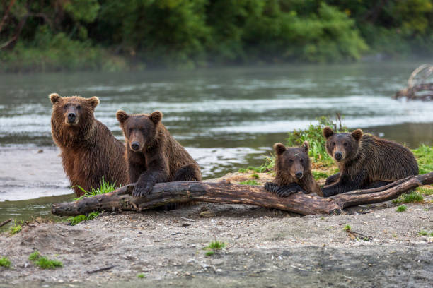A Family Of Brown Bears Sit Behind A Log Next To A Lake In Russia stock photo