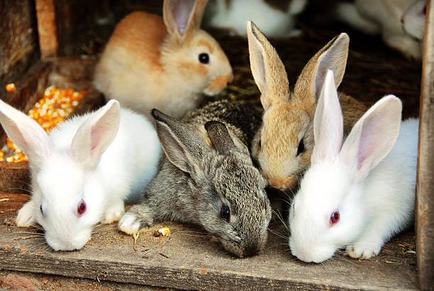 A family of bunny rabbits in brown, white and grey stock photo