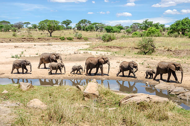 Family of elefants stock photo