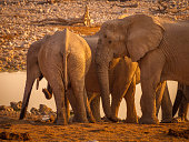 Family of elephants approaching a waterhole in the Etosha National Park in Namibia in Africa.
