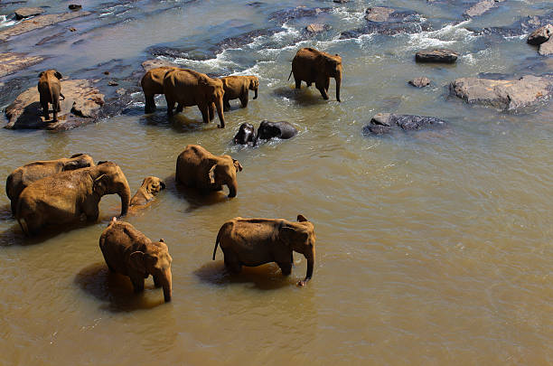 Family of Elephants bathing in a river stock photo