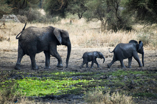 Family of elephants roaming around in Tarangire National Park, Tanzania stock photo
