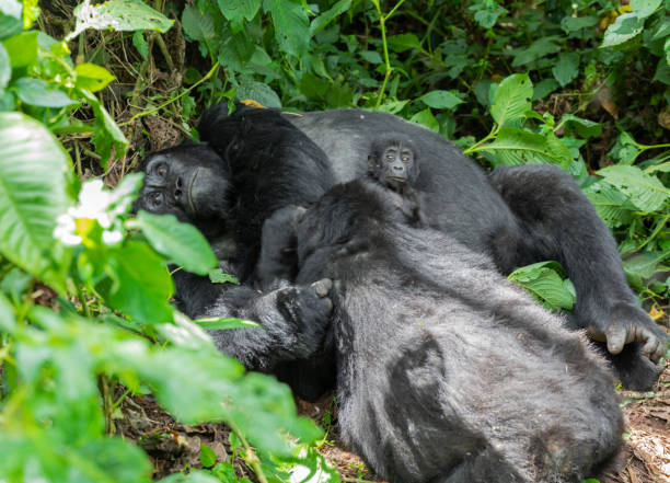 A family of gorillas in forest stock photo