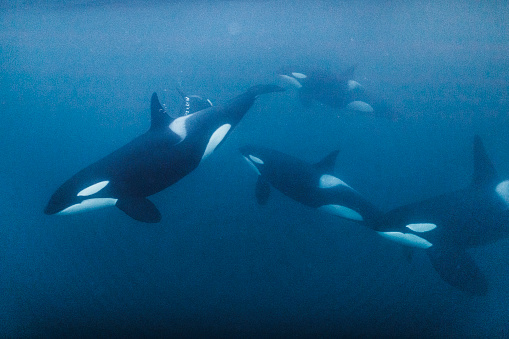 Family of killer whale orca swimming beneath the surface of the ocean