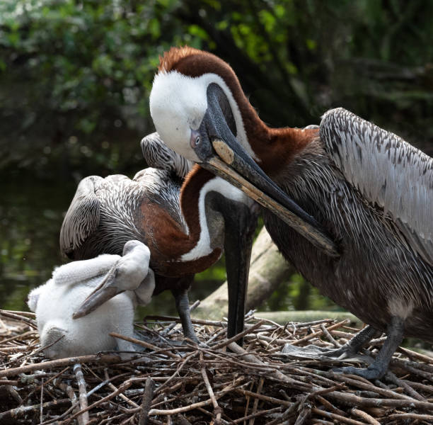 Family of Mother, Father, and Baby Brown Pelicans stock photo