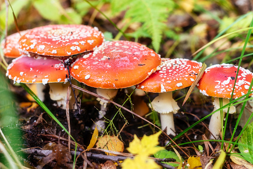 A family of red fly agarics in the forest.