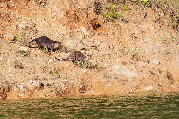 eine familie von glatten otter nähern sich einem see - indische fischotter stock-fotos und bilder