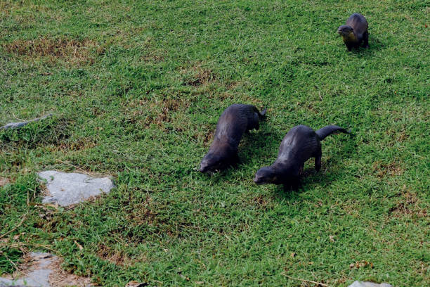 eine familie von glatt beschichteten ottern, die am yishun-staudamm gesichtet wurden und auf grasbewachsenen ufern liefen, nachdem sie aus dem wasser aufgesiedet waren, singapur - indische fischotter stock-fotos und bilder