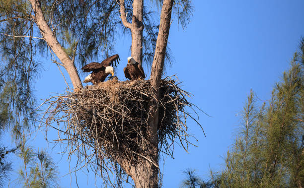 Family of two bald eagle Haliaeetus leucocephalus stock photo