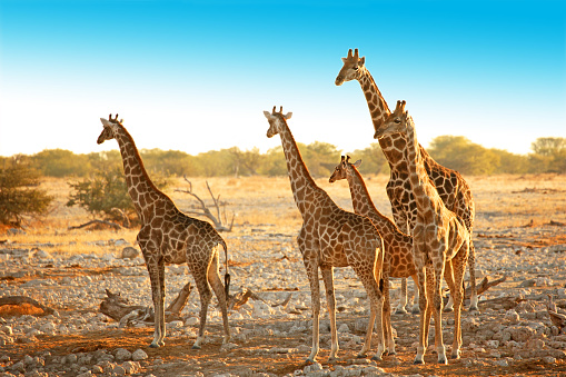 Family of five wild giraffes is standing in a dry savannah landscape near Okaukuejo waterhole in Etosha National Park in Namibia, Africa. The group consists of young and older animals of various ages and size.