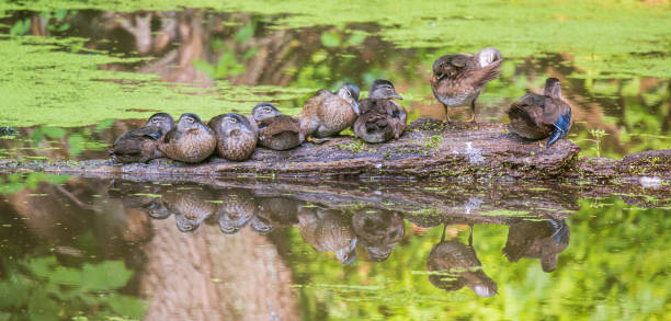Family of wood ducks on a log stock photo