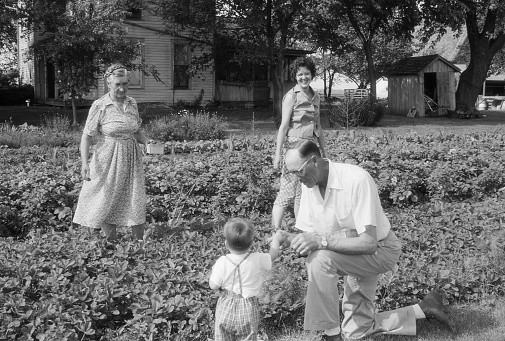 Grandfather is showing grandson how to eat strawberries as you pick them. Grandmother and mother look on. Iowa, 1960. Scanned film with grain.