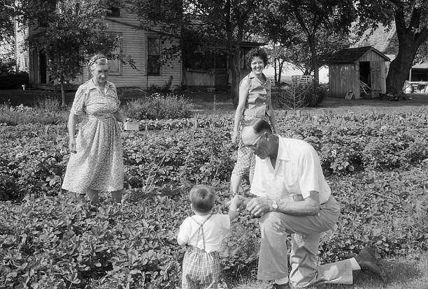 family picking strawberries 1960, retro Grandfather is showing grandson how to eat strawberries as you pick them. Grandmother and mother look on. Iowa, 1960. Scanned film with grain. 20th century stock pictures, royalty-free photos & images