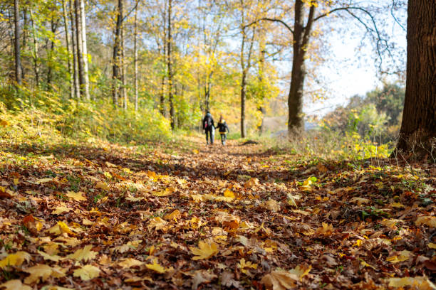 family walking on a path full of leaves in sunny autumn forest low angle stock photo