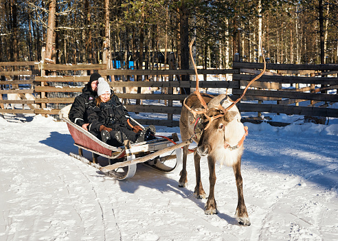 reindeer sledge rovaniemi race while winter