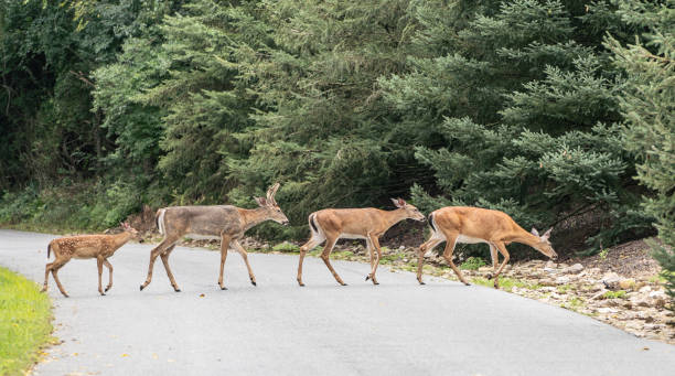 Family white-tailed deer cross road stock photo