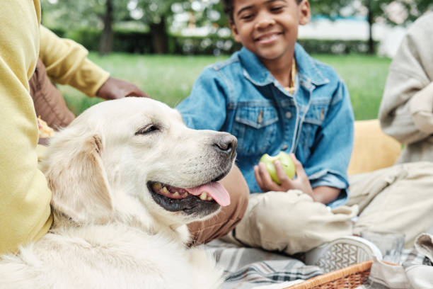 Family with dog on a picnic stock photo