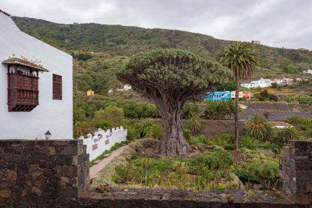 Famous Dragon Tree "Drago Milenario" in Icod de los Vinos, Tenerife, Canary Islands, Spain. stock photo