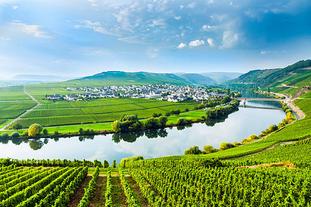 famous Moselle Sinuosity with vineyards famous Moselle Sinuosity in Trittenheim, germany lorraine stock pictures, royalty-free photos & images