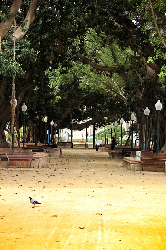 Alicante, Spain- June 2, 2020: Famous park in Alicante called Canalejas park with its centenary ficus trees