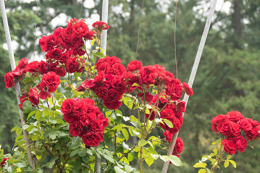 Beruhmten Portland Rose Garden Rosen In Voller Blute Stockfoto Und