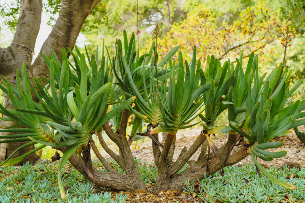 Fan Aloe (Aloe plicatilis), a beautiful Aloe tree with clusters of fan-shaped blue-green leaves stock photo