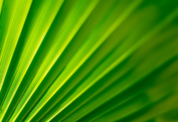 Fan Palm Leaf Close-up with back lit stock photo
