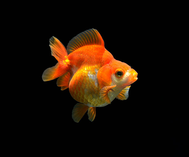 fancy goldfish isolated on black background stock photo