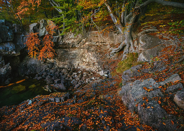 Fantasy location with tree roots and rocks stock photo