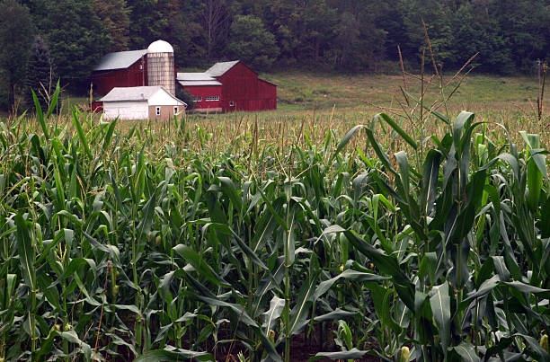 farm and corn field in Pennsylvania stock photo