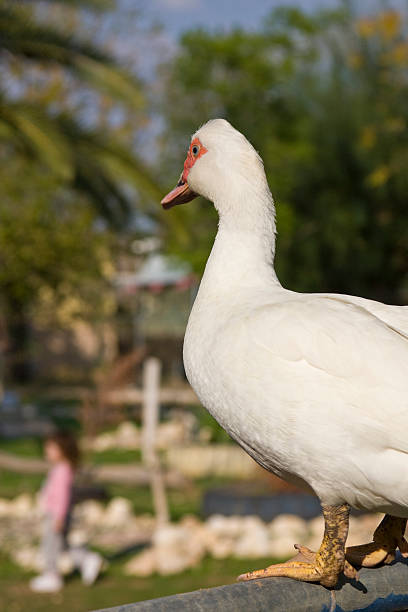 farm animals - duck stock photo