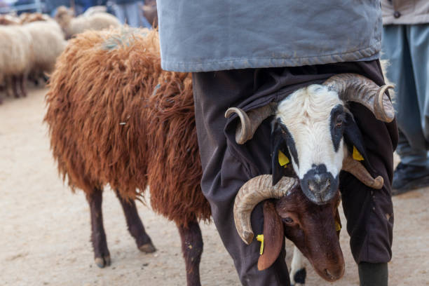 Farm animals in livestock market for eid al-adha Domestic animals in livestock market for eid al-adha in Sanliurfa, Turkey. Two rams with horns are seen trapped between seller's legs. eid al adha stock pictures, royalty-free photos & images