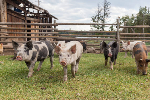 373 Pig Farm Canada Stock Photos, Pictures & Royalty-Free Images - iStock