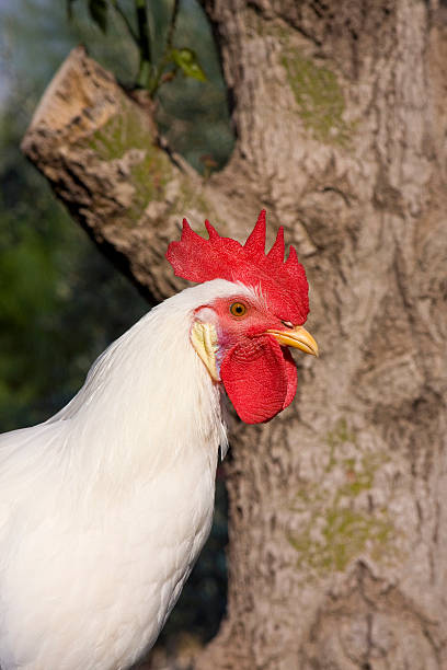 farm animals - rooster stock photo