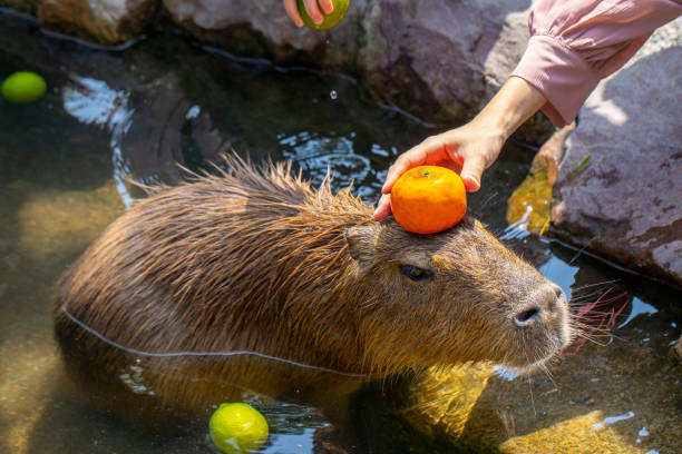 Capybara Eating Grass Stock Photo | Royalty-Free | FreeImages