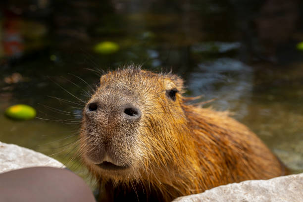 Farm, cute, capybara, bath stock photo