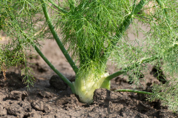 Farm field with growing green annual Florence Fennel bulbing plants. Foeniculum vulgare azoricum. Farm field with growing green annual Florence fennel bulbing plants, foeniculum vulgare azoricum. fennel stock pictures, royalty-free photos & images