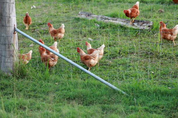 Farm Free Range Chickens stock photo