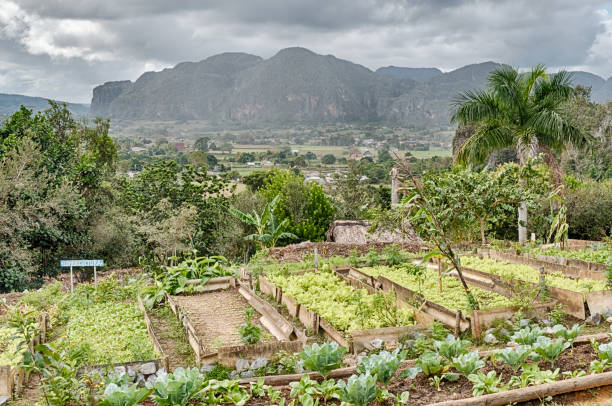A Farm In The Vinales Valley stock photo