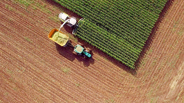 máquinas agrícolas que cosechan maíz para piensos o etanol - corn field fotografías e imágenes de stock