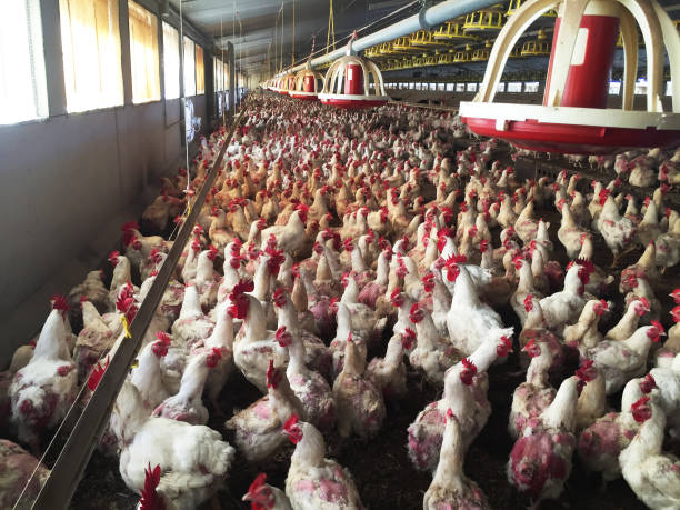 azienda agricola di galline e galli destinata alla produzione di uova fecondate per dare polli da carne - allevatore foto e immagini stock