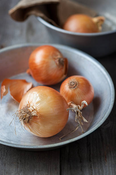 Farm onion stock photo