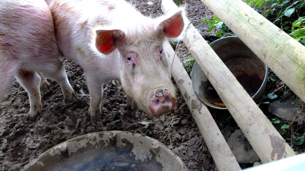 Farm pigs, livestock stock photo