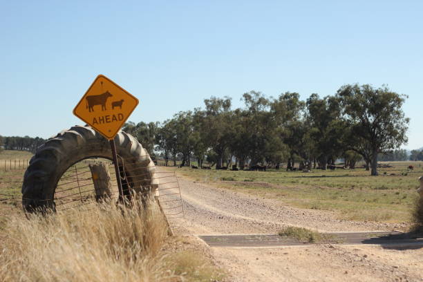 farm property cattle road crossing grid across a dry drought stricken dusty dirt road in rural New South Wales, Australia  cattle grid stock pictures, royalty-free photos & images