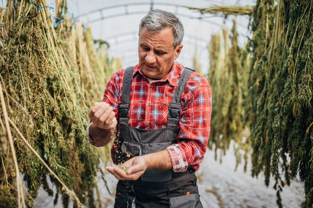 de arbeider die van de landbouwbedrijf onderzoekt hoe droog de cannabiszaden zijn - marihuana gedroogde cannabis stockfoto's en -beelden