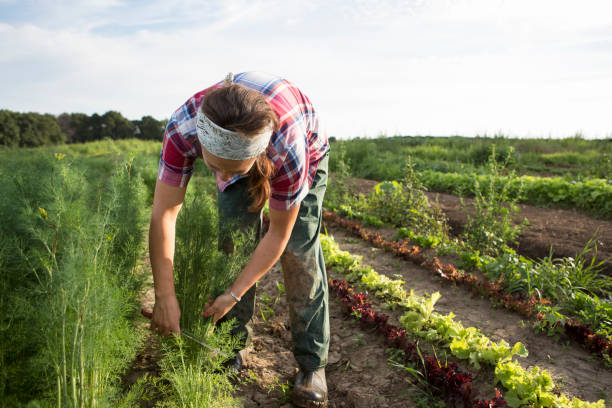 Farm Worker Harvesting Dill stock photo