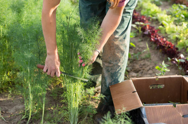 Farm Worker Harvesting Dill Farm worker harvesting dill at an organic farm in the Midwest. dill stock pictures, royalty-free photos & images
