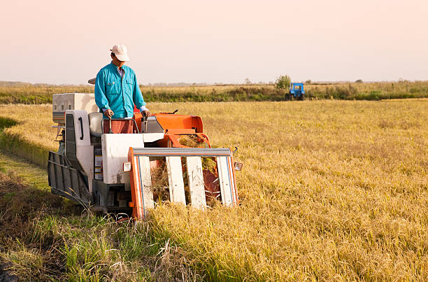 farm worker harvesting rice stock photo