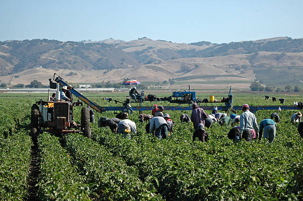 farm workers harvesting yellow peppers in California stock photo
